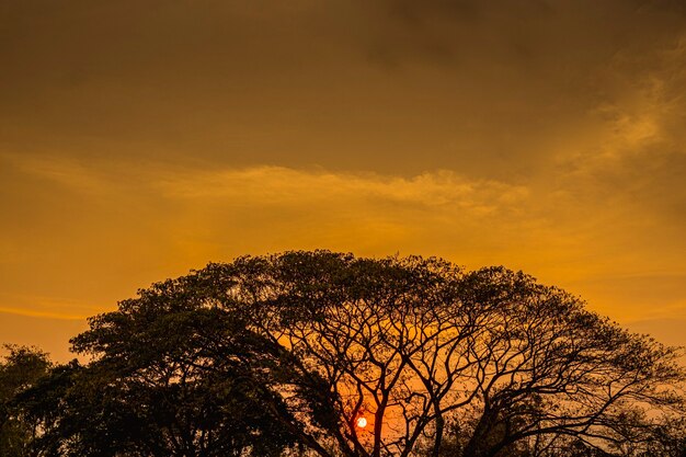 Boom silhouet bij zonsondergang.