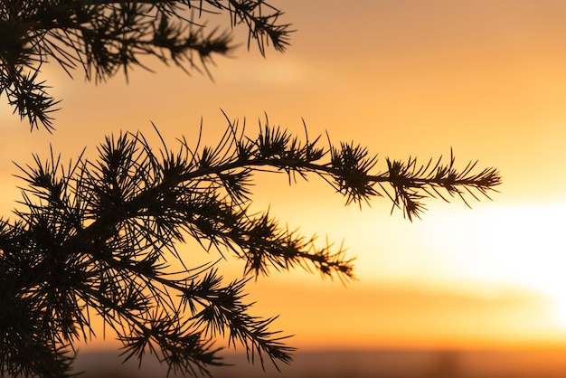 Boom silhouet close-up tegen verbazingwekkende oranje zonsopgang Schoonheid van de natuur concept