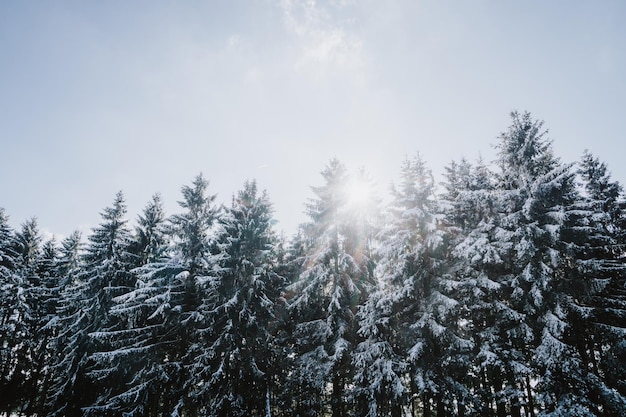 Foto boom tegen de hemel tijdens de winter