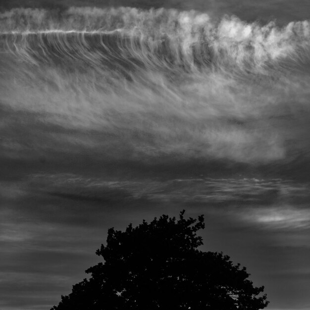 Foto boom tegen de lucht