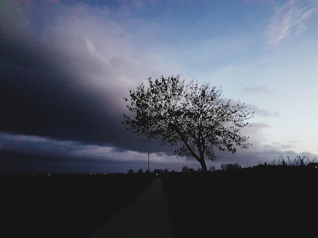 Foto boom tegen de lucht