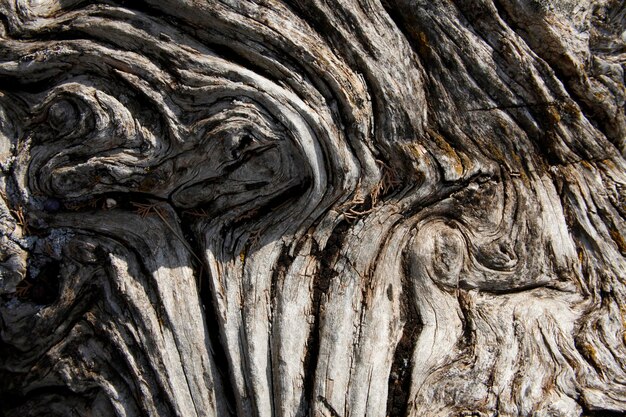 Boom textuur achtergrond natuurlijke achtergronden