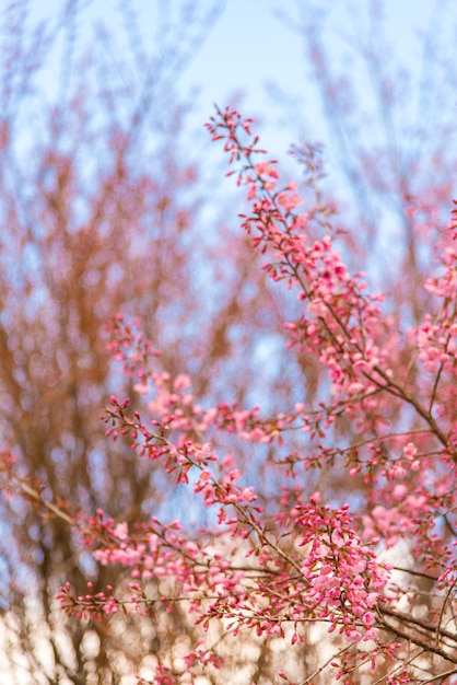 Boom van de bloesem de roze bloem over aardachtergrond