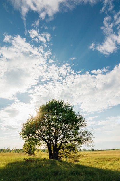 Boom van de eik met zon blauwe hemel met wolken