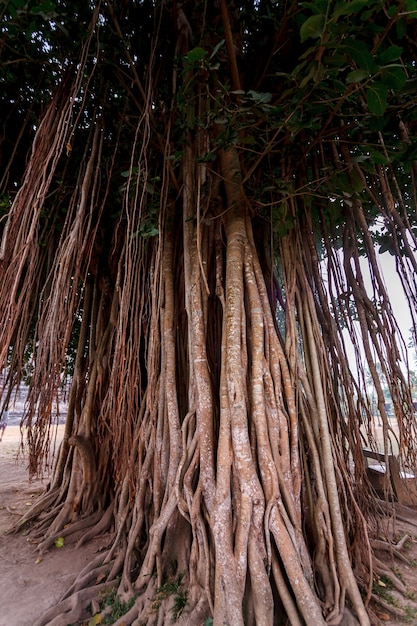 Boom van lianen op het eiland Java, Indonesië