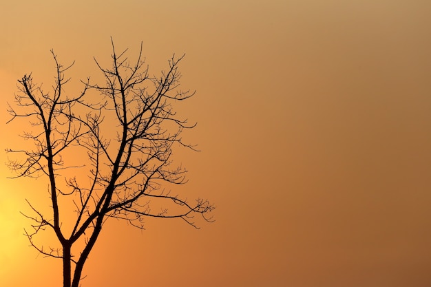 Boom van silhouetstijl op zonsondergang in de avond.