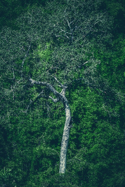 Boom van tropisch bos, Thailand