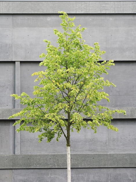 Boom voor betonnen gebouw