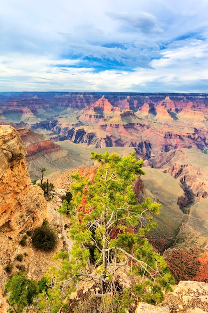 Boom voor Grand Canyon, Arizona, VS.