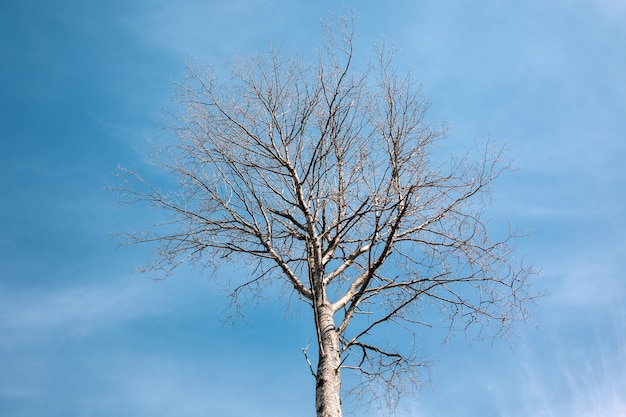 Boom zonder bladeren op een achtergrond van blauwe lucht