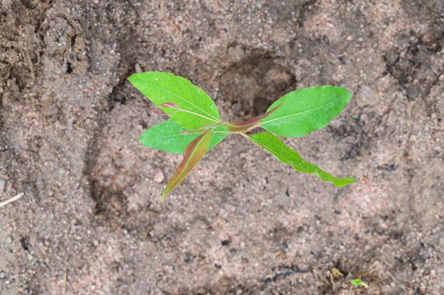 Boomaanplant eucalyptus groeit.