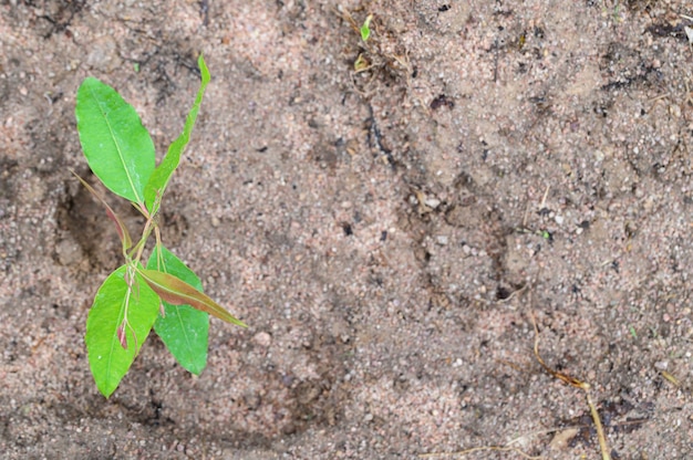 Boomaanplant eucalyptus groeit.