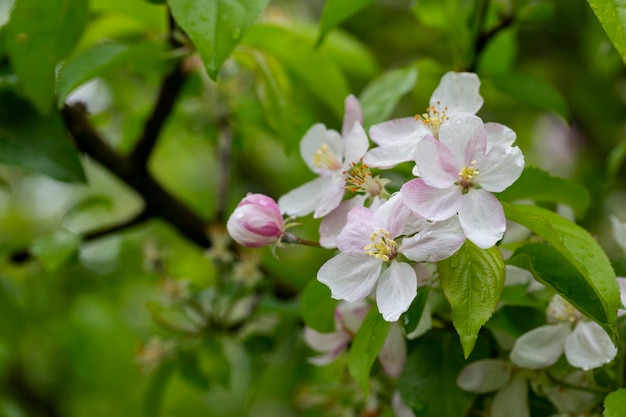 Boomappelbomen bloeiden close-up van witte en roze bloemen van een fruitboom op een tak op een blurre