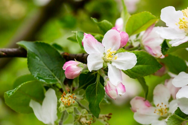 Boomappelbomen bloeiden close-up van witte en roze bloemen van een fruitboom op een tak op een wazige achtergrond