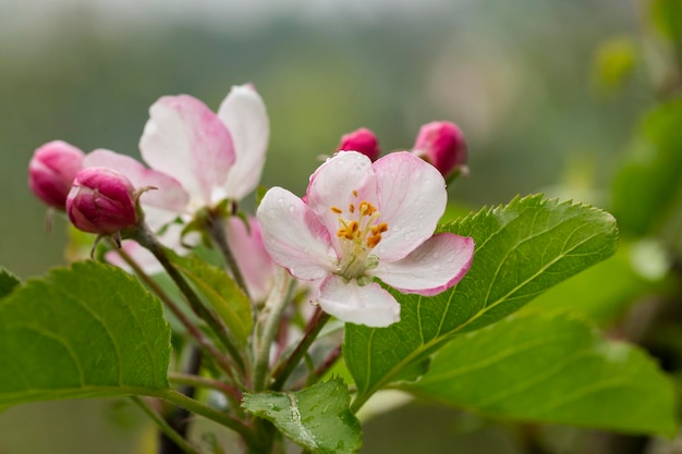 Boomappelbomen bloeiden close-up van witte en roze bloemen van een fruitboom op een tak op een wazige achtergrond