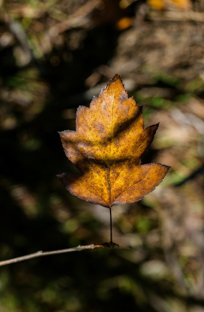 Boomblad met herfstkleuren