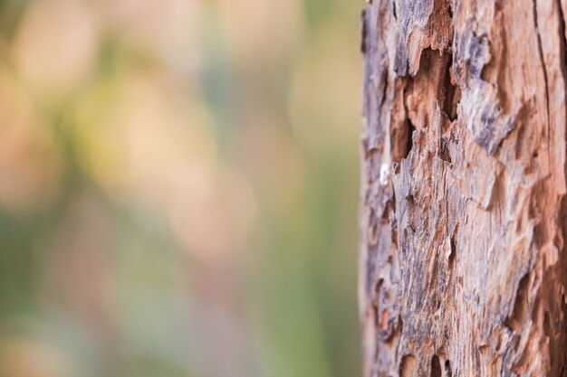 Boombladeren bokeh voor aardachtergrond