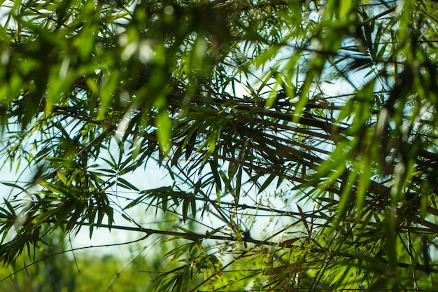 Boombladeren voor de natuur en red groen