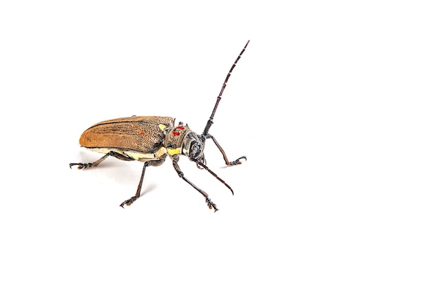 Boomboorder (Batocera rufomaculata) geïsoleerd op een witte achtergrond