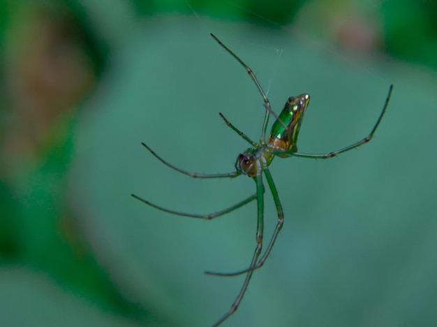 Boomgaardspin of Leucauge Venusta is een soort spin met lange kaken