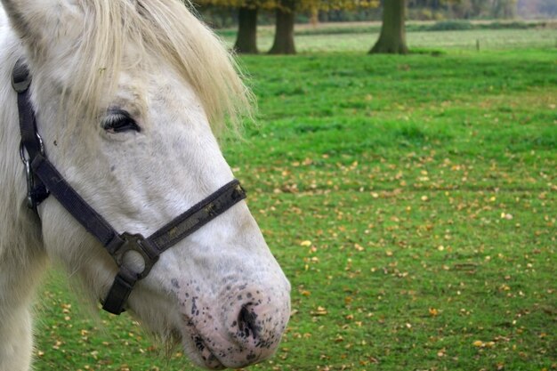 Boomkikker Vliegende kikker lachende dieren close-up