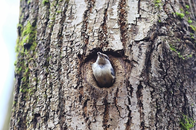 boomklever bij de holte, klein bosvogelnest, lente in de wilde natuur