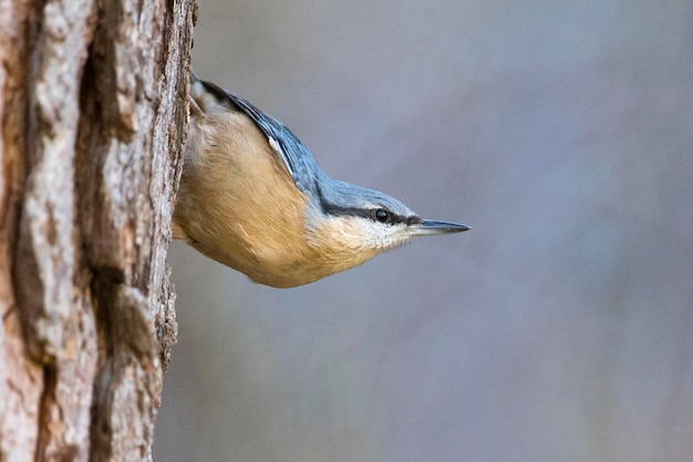 Boomklever Hout Boomklever Sitta europaea Malaga Spanje