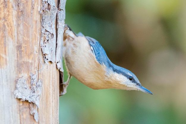 Boomklever Hout Boomklever Sitta europaea Malaga Spanje