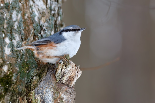 Boomklever op een boomtak, op zoek naar voedsel. sitta europaea