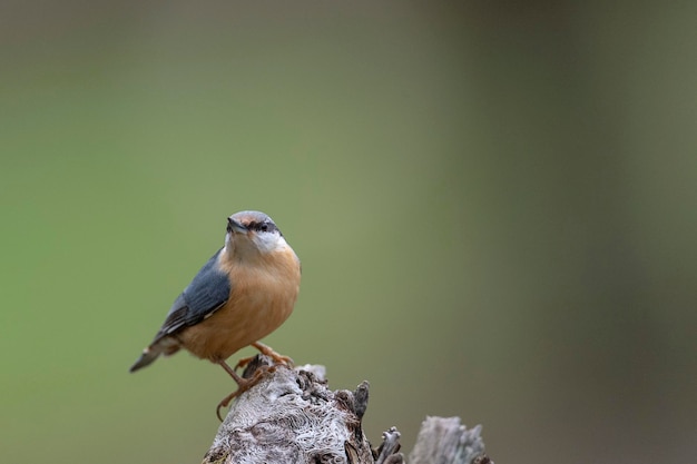 Boomklever (Sitta europaea) Leon, Spanje