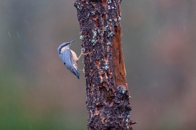 Boomklever (Sitta europaea) Leon, Spanje