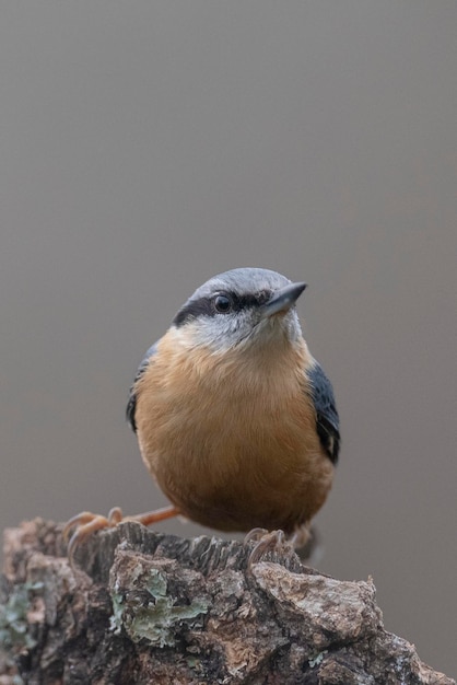 Boomklever (Sitta europaea) Leon, Spanje