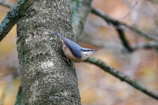 Boomklever zat op een boom in de buurt van Weir Wood Reservoir