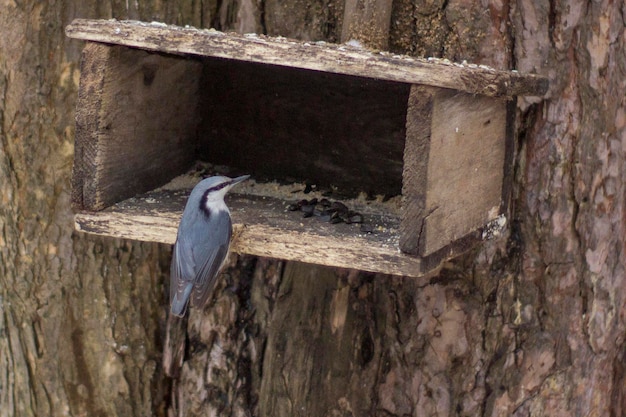 Boomklever zittend op de feeder