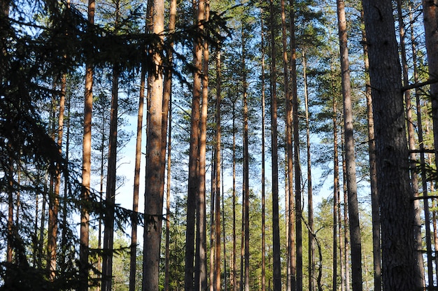 Boomkronen in een dennenbos - een zonnige dag in het bos