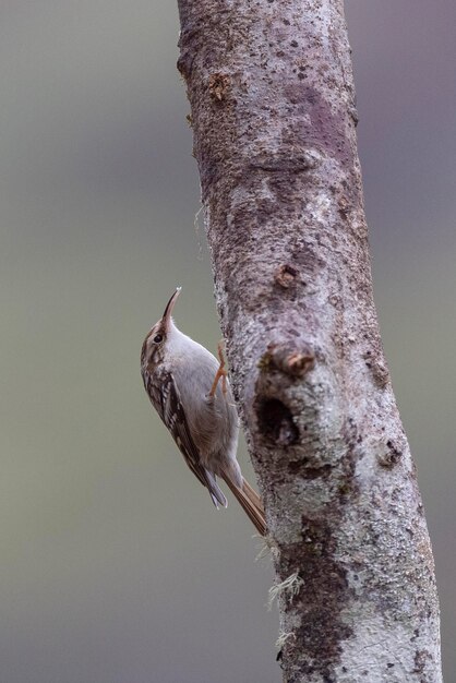 Boomkruiper met korte tenen (Certhia brachydactyla) Leon, Spanje