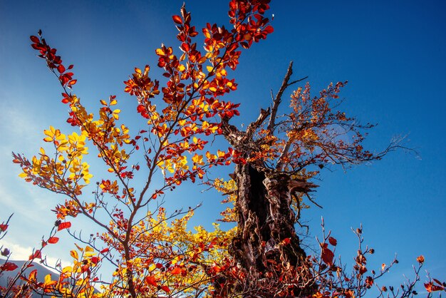 Boomluifel in de herfst beukenbos tegen de blauwe hemel.