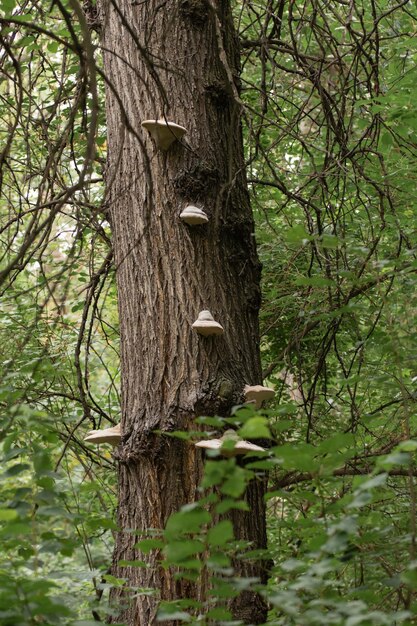 Boompaddestoelen op de schors van een boom