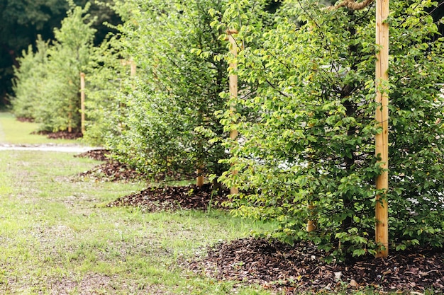 Boompje Planten. Nieuw geplante jonge bomen en ondersteuning van jonge boompjes in het stadspark in het voorjaar