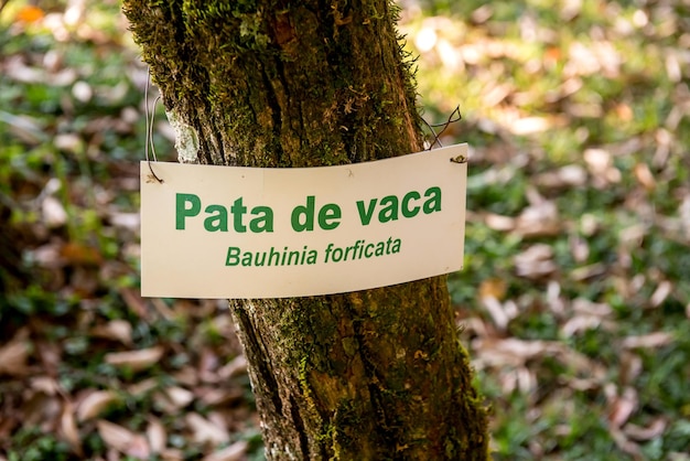 Foto boomplaat met zijn populaire en wetenschappelijke naam inheemse plant van het atlantische bos van brazilië vertaling braziliaanse orchidee boom