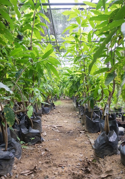 Boomplant diverse soorten in tuin