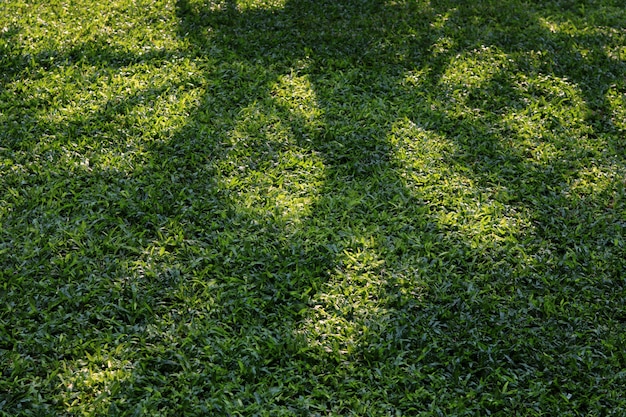 Boomschaduw op groen gras