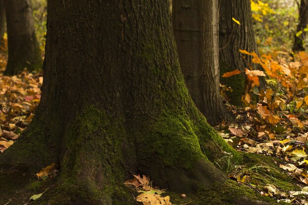 Boomschors met groen mos in het bos. Close-up shot