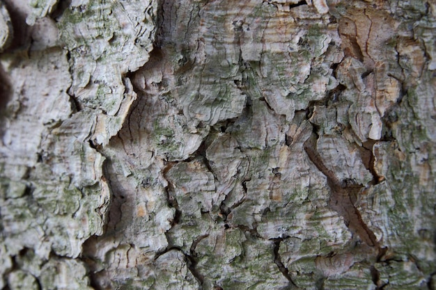 Boomschors structuurpatroon Gnarly houtstructuur Close up van grijze en bruine schors van de boom Rustieke boomschors achtergrond Gebarsten ruwe grijze boomschors achtergrond