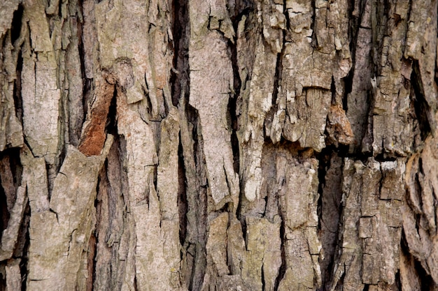 Foto boomschors textuur close-up