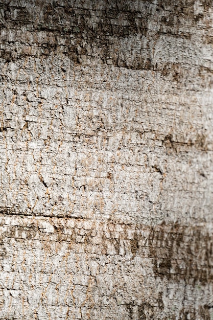 Boomschorstextuur Doet denken aan rustiek hout met enkele onvolkomenheden