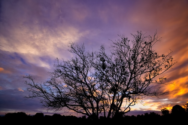 Boomsilhouet en lucht en wolken In de avond