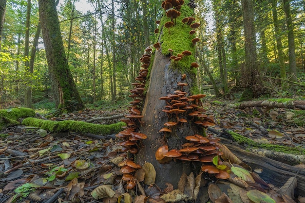 Boomstam bedekt met mos en paddenstoelen in bergbos