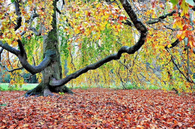 Foto boomstam in de herfst