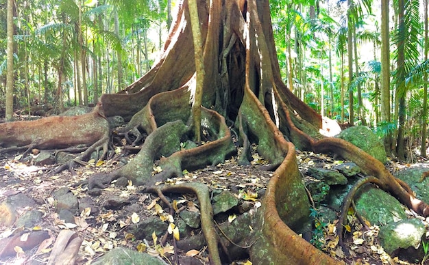 Boomstam in het bos